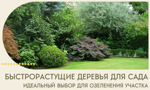 Быстрорастущие деревья для сада идеальный выбор в Гудермесе