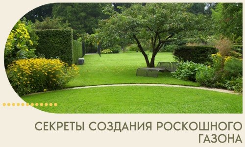 Секреты создания роскошного газона в Гудермесе